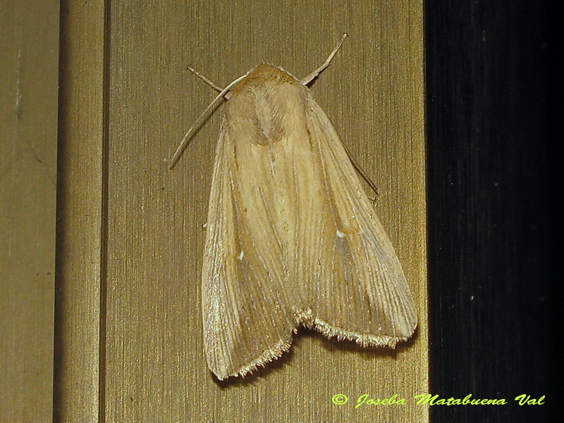 Mythimna (Pseudaletia) congrua - Noctuidae? S